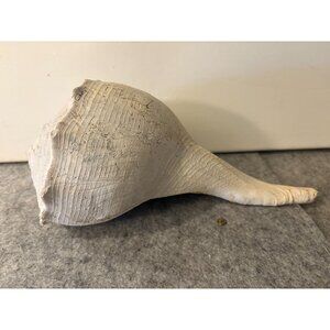 1 Medium to Somewhat Large Whelk Shell 10.5 " # 3030